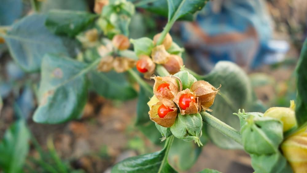 Ashwagandha | Withania somnifera