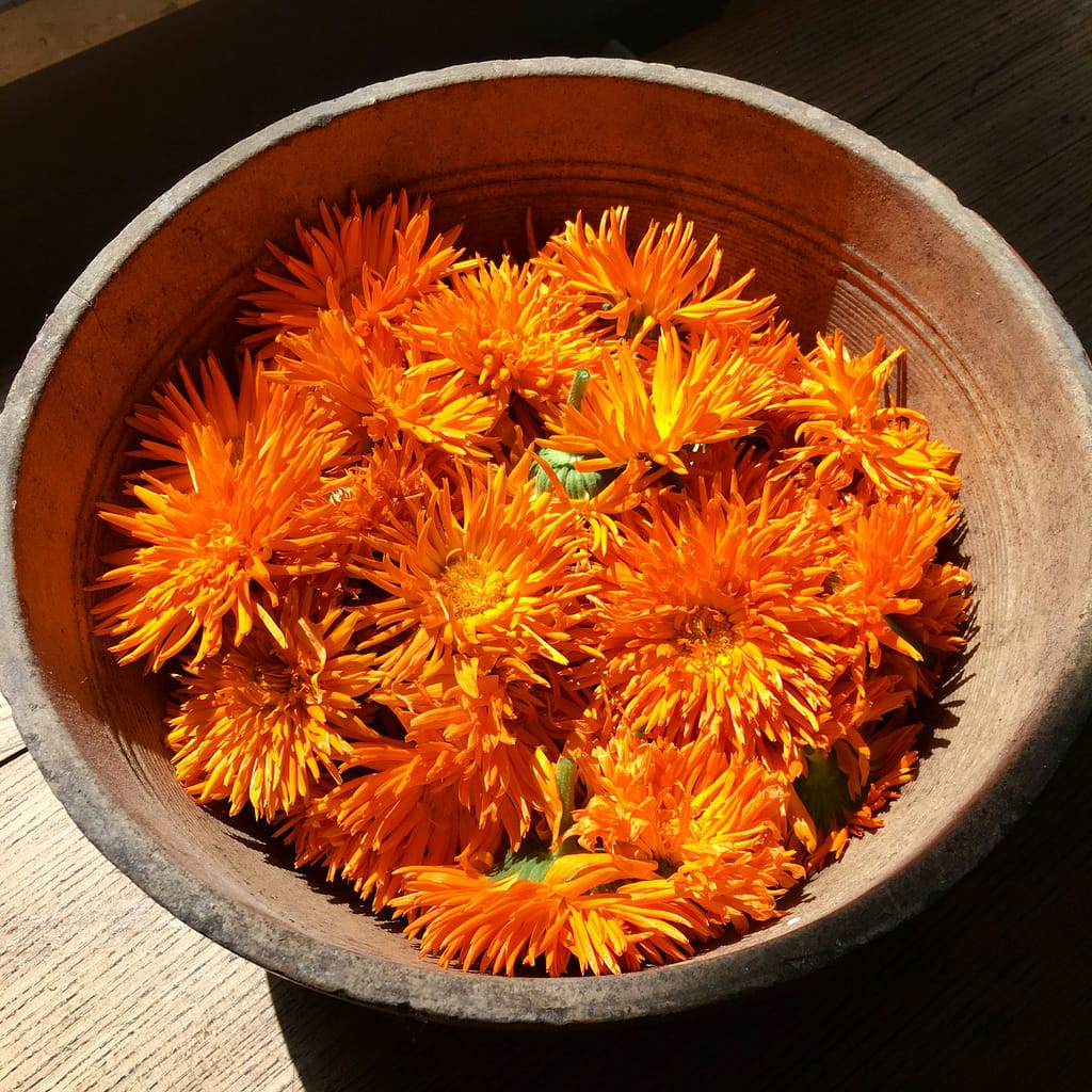 Le Calendula officinalis offre des propriétés cicatrisantes et apaisantes pour les peaux sensibles.