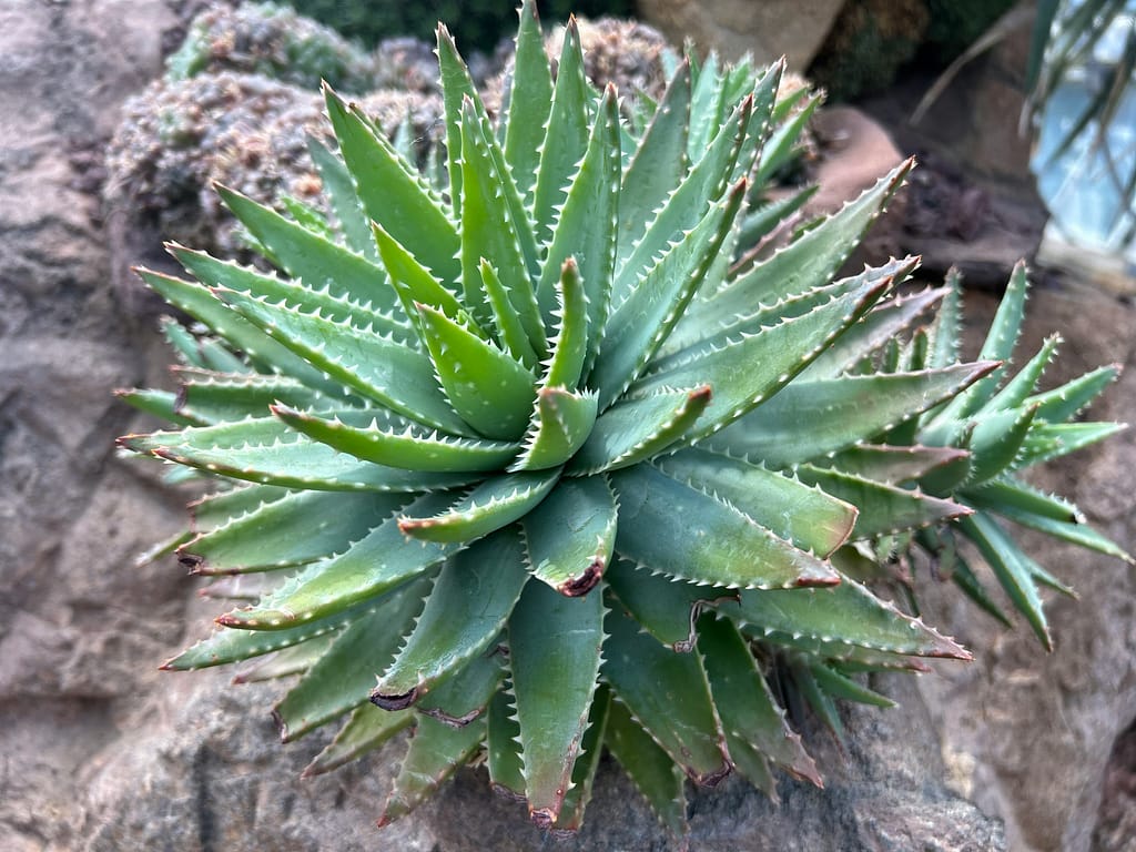 Le beurre d’Aloe Vera offre des avantages uniques pour le corps grâce à ses composés bioactifs. Découvrez-les maintenant !