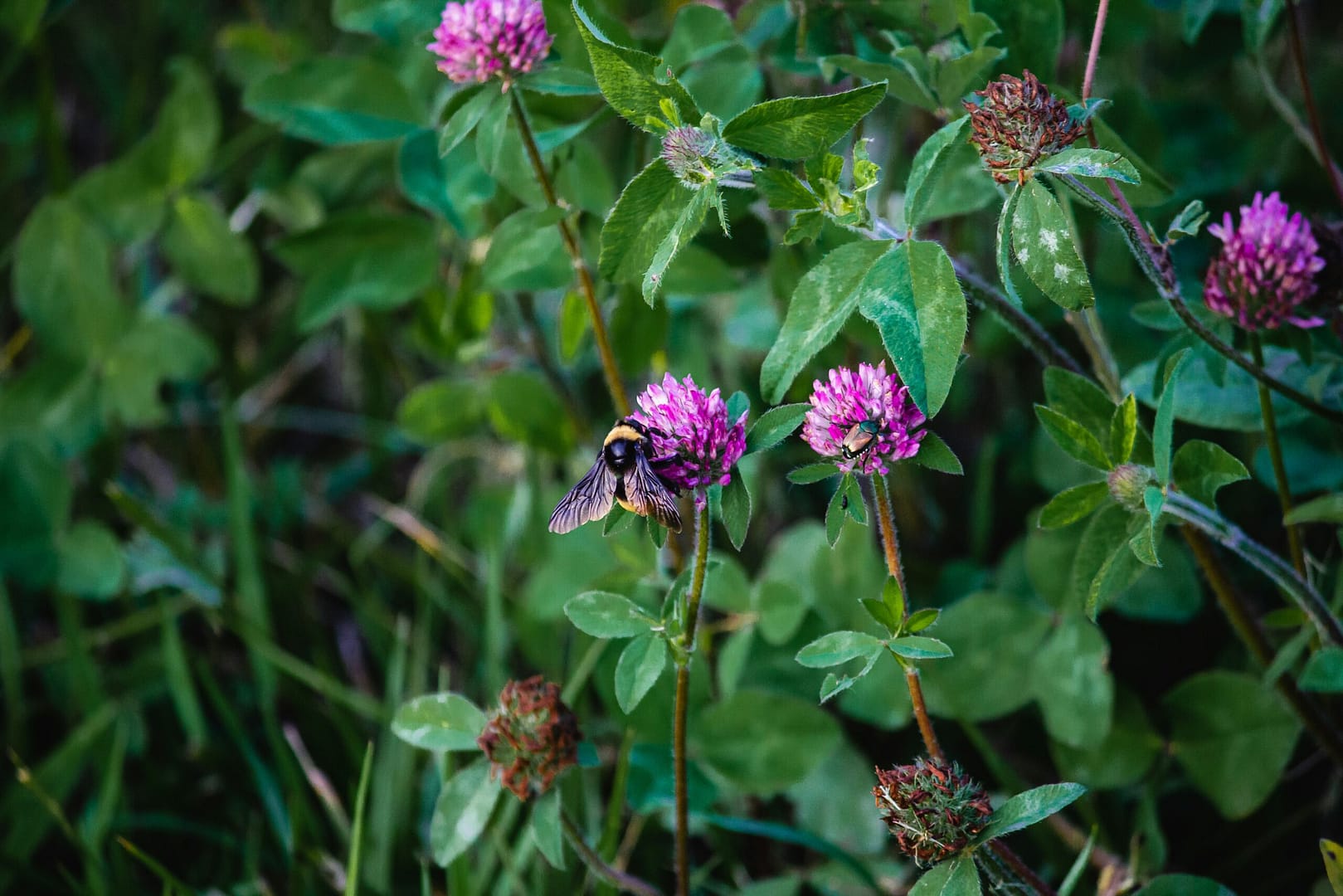 fleurs de trèfle rouge utilisées pour l’huile cosmétique naturelle