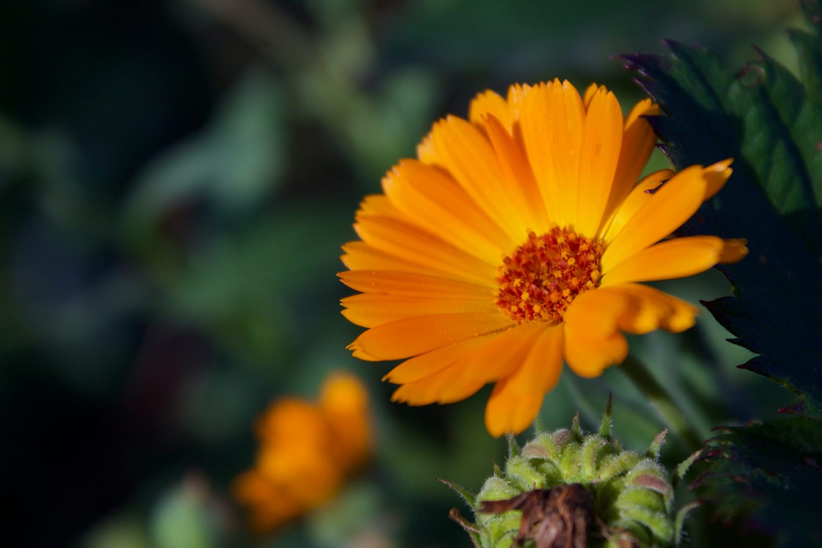 Le Calendula officinalis offre des propriétés cicatrisantes et apaisantes pour les peaux sensibles.