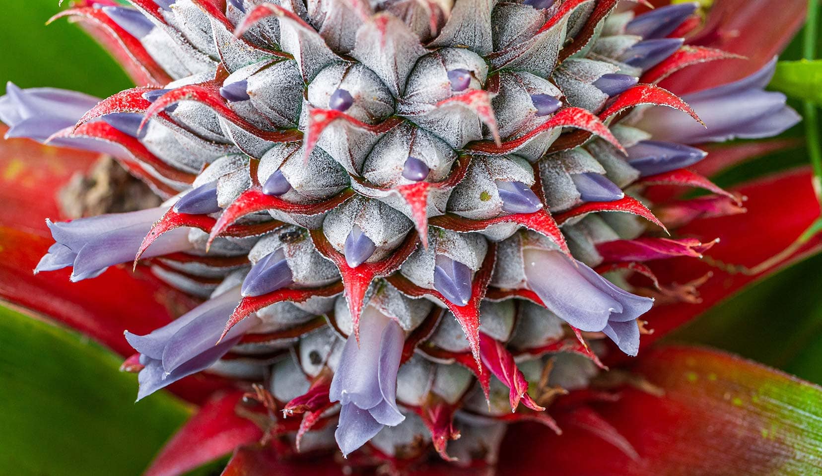 Ananas | Ananas comosus