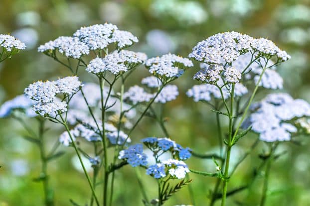 achillée millefeuille propriétés cosmétiques