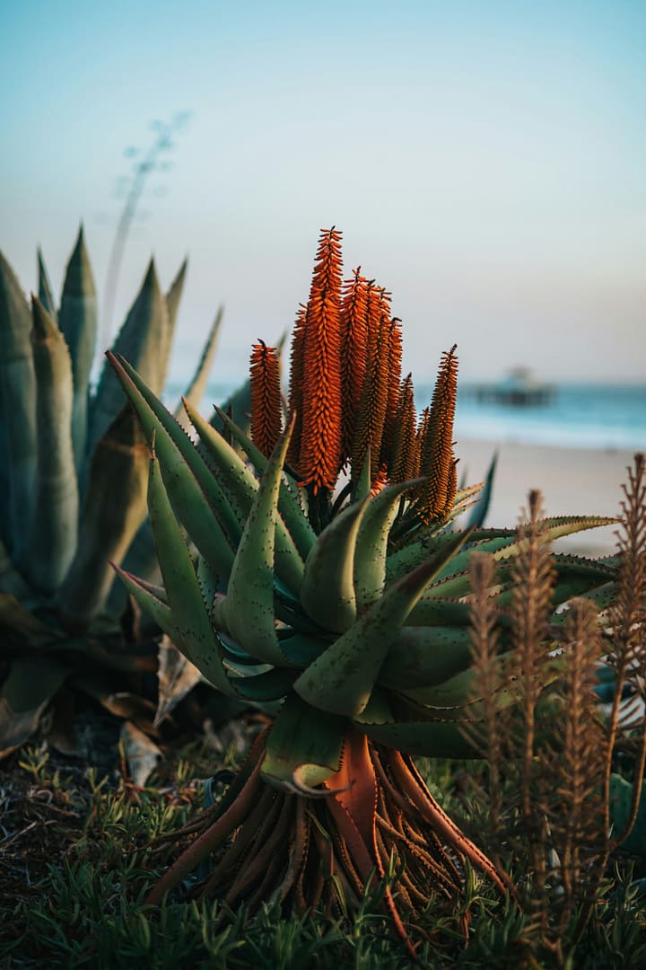 Beurre d’Aloe Vera – Aloe Barbadensis