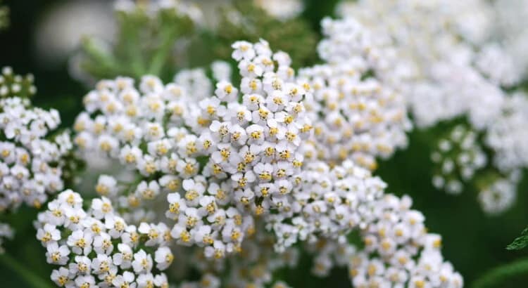 Achillée millefeuille | Achillea millefolium