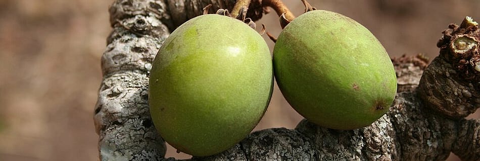 Beurre de karité